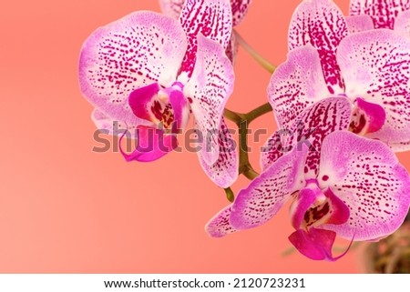 Orchid flower on a pink background. Summer and spring backgrounds Royalty-Free Stock Photo #2120723231