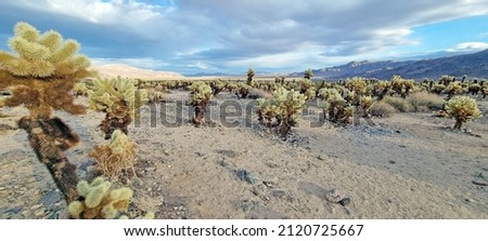 Picture over the cactus field of the Cholla Cactus garden in the Jushua Tree national park in california in the evening light