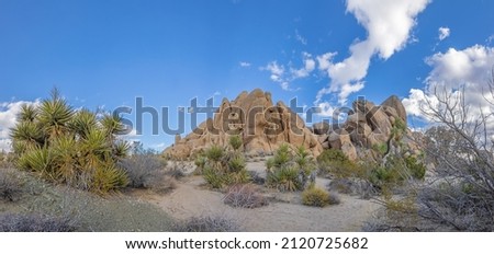 Picture of Yoshua Tree National Park with cactus trees in California during the day in winter time