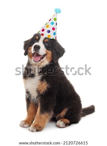 Adorable Bernese Mountain Dog with party hat on white background