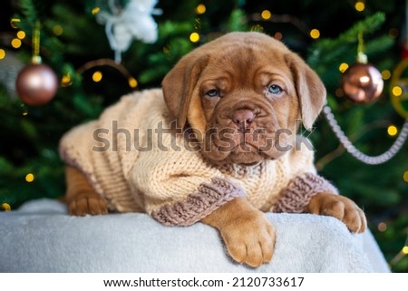 cute puppy dog de bordeaux Royalty-Free Stock Photo #2120733617