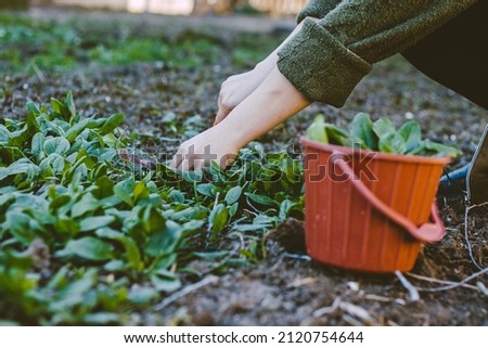 The woman collects vegetables from the garden. This close-up image is of a vegetable asset taken by a woman from the garden in a beautiful landscape.