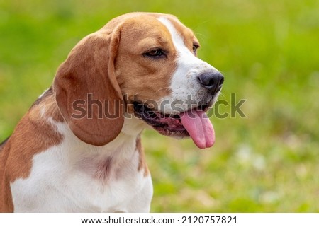 Beagle dog or Estonian hound close up on a background of grass. Portrait of a dog Royalty-Free Stock Photo #2120757821