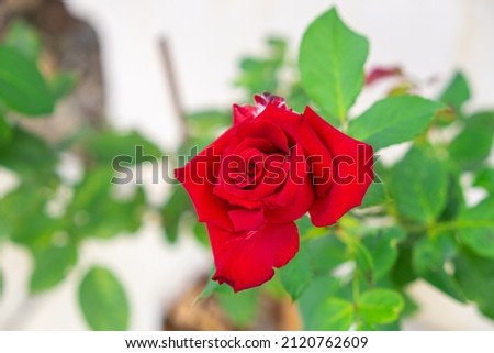 Red roses are blooming near the day of love.