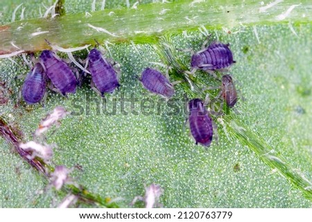 The black bean aphids, Aphis fabae, on the underside of the potato leaf.
