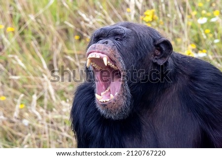 screaming, aggressive wild chimpanzee primate, Pan troglodytes Royalty-Free Stock Photo #2120767220
