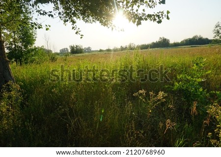 Southern steppe shrubs against a blue sky and with sunlit grass