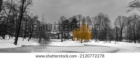 Black and white photography overlooking a park with a frozen pond and colorful yellow willow in the center. winter time. 