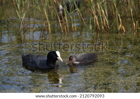 Coot and young one in Amsterdam in Netherlands