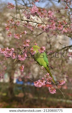 Green parakeet is eating pink blossom of a cherry tree in London park. This friendly bird sits on a tree branch and savors those tender flowers.