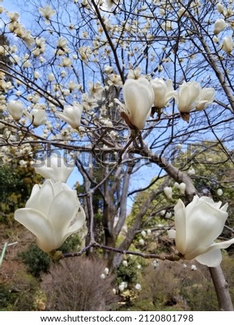 Blooming White Japanese Magnolia Trees in Blue Sky under Sunlight