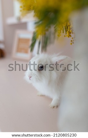 white fluffy cute rabbit in a bright room, bookshelf, yellow mimosa flowers
