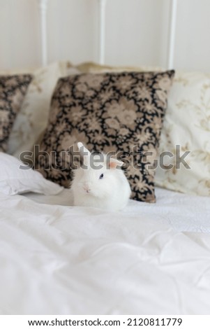 white fluffy cute rabbit in a bright room on on a snow-white bed with a colored pillow