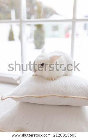 White fluffy cute rabbit in a bright room sitting on pillows. There is a window in the background, snowy winter outside the window