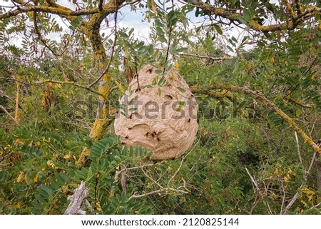 Asian hornet vespa velutina invasive species nest in a tree Royalty-Free Stock Photo #2120825144