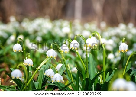Lovely white spring snowflake flowers (leucojum vernum) growing in the early spring sunny forest, natural floral seasonal background, beauty of nature. Macro image with selective focus