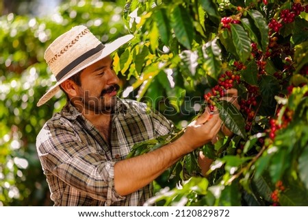 Farmer picking Arabica coffee beans on the coffee tree. Royalty-Free Stock Photo #2120829872