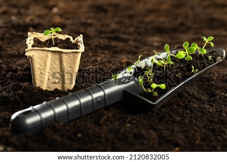 A small green sprout in a peat pot against the background of the earth, planting plants in the spring in open ground. Eco care concept, germinating seeds in peat pots.