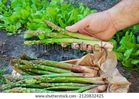 Organic green fresh asparagus in hand of farmer, in wicker basket on field background. Copy space,  horizontal image. Asparagus officinalis. Spring healthy cooking idea concept Royalty-Free Stock Photo #2120832425