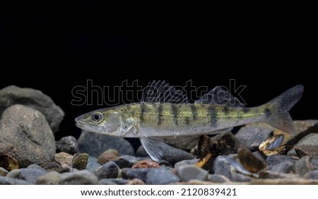 The zander (Sander lucioperca), sander or pikeperch Royalty-Free Stock Photo #2120839421