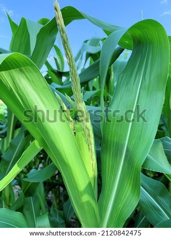 corn stalks in a Florida garden