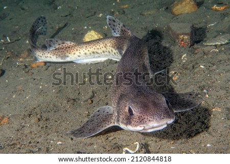 small spotted catshark resting on bottom Royalty-Free Stock Photo #2120844818
