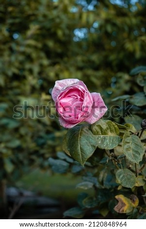 Beautiful rose bush in a garden with green leaves around