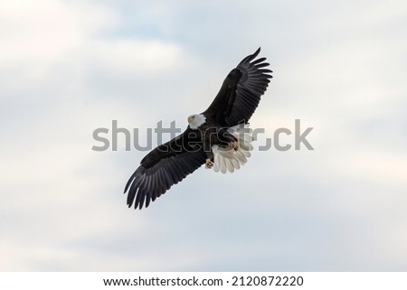 The bald eagle (Haliaeetus leucocephalus) in flight