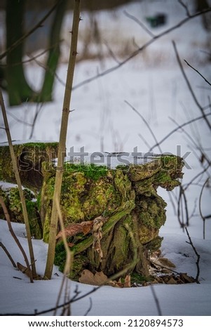 Close up nature shot of interesting texture pine stump with saturated green moss and braided bark in snow, in forest winter park with blurry background.