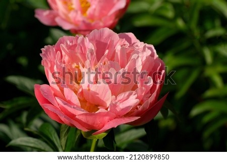 Paeonia Pink Hawaiian Coral.  Semi-double salmon pink peony flower blooms in the garden.                                Royalty-Free Stock Photo #2120899850
