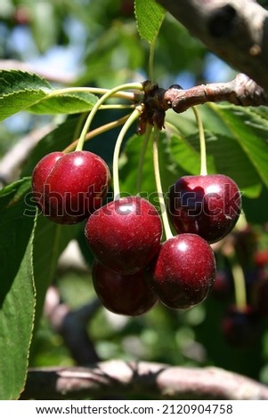 Close up of a bunch of Bing Cherries Royalty-Free Stock Photo #2120904758