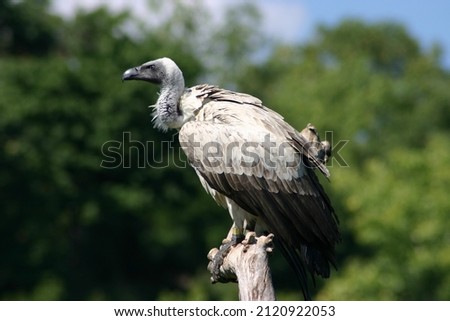 Vulture Perching on a Dead Tree
