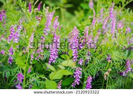 Purple flowers of hairy vetch vicia villosa on sunny summer day