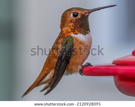 Close up macro photos of a Rufous Hummingbird