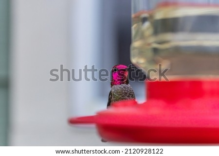 Close up macro photos of an Anna's Hummingbird