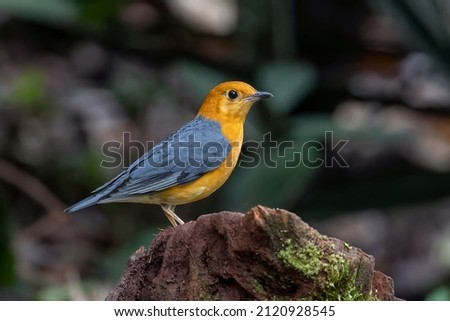 Orange-headed Thrush looking for food. Royalty-Free Stock Photo #2120928545