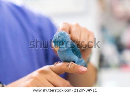 A veterinarian is checking the health of a lovebird. Forpus bird physical examination Royalty-Free Stock Photo #2120934911
