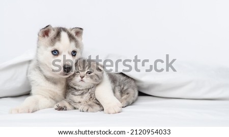 A small blue-eyed husky puppy and a striped kitten of a Scottish breed lying under a blanket at home and hugging 