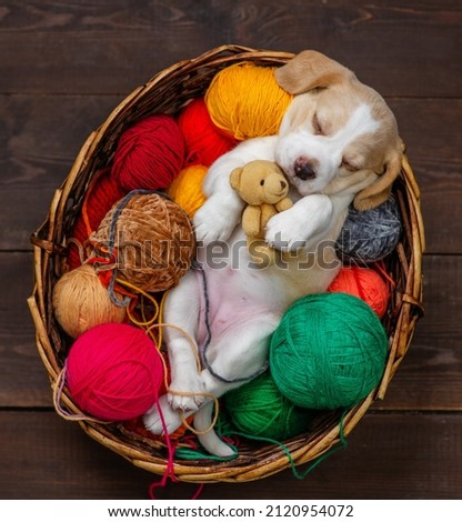 A cute beagle puppy lying in a wicker basket with knitting balls and hugging a teddy bear on a dark wooden background. Top view.  Royalty-Free Stock Photo #2120954072