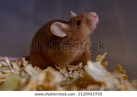 Small House Mouse of the species Mus musculus Royalty-Free Stock Photo #2120961950