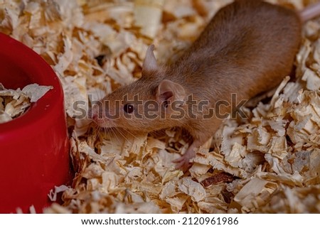 Small House Mouse of the species Mus musculus Royalty-Free Stock Photo #2120961986
