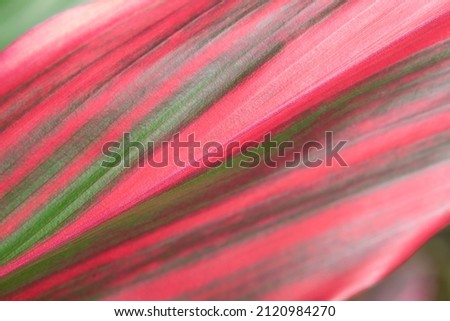 Soft focus of Cordyline fruticosa, beautiful red-green leaves with diagonal striped line in the natural soft light and shiny for the background.