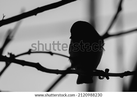 Silhouette of a bird on a branch.