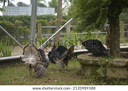 Turkey or turkey is the term for two species of large birds of the order Galliformes, genus Meleagris