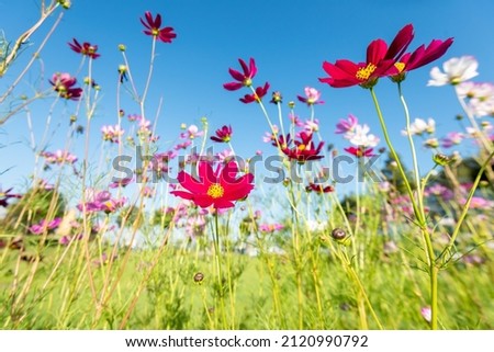 Royalty high quality free stock image . Close-up Red Sulfur Cosmos flowers blooming on garden plant on blue background