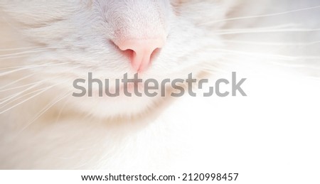 Cute white cat, feline pink nose close up, white cat with whiskers. Delicate banner  Royalty-Free Stock Photo #2120998457