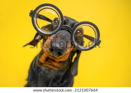 Portrait of funny dachshund puppy with silly look, who wears old-fashioned glasses for vision correction with round thick lenses, yellow background, copy space and ad