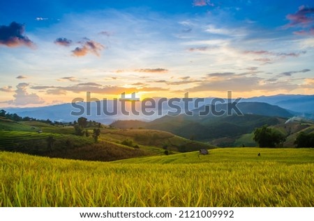 Scenery of golden rice fields Soft focus of rice field landscape with sunset. Located Pa Bong Piang coordinates, Chiang Mai.