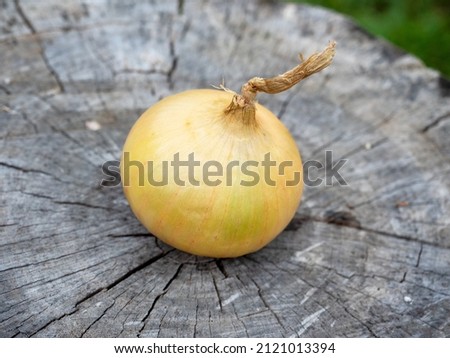 Close-up of an onion bulb lying on a wooden stump. Harvesting concept, selective focus