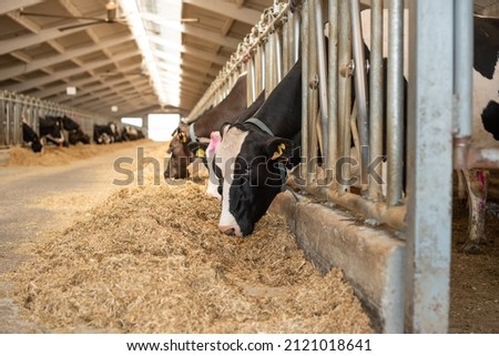 Cow calves in a stall eat food on a dairy farm. Cattle breeding for the dairy and meat industry. Agriculture. Livestock